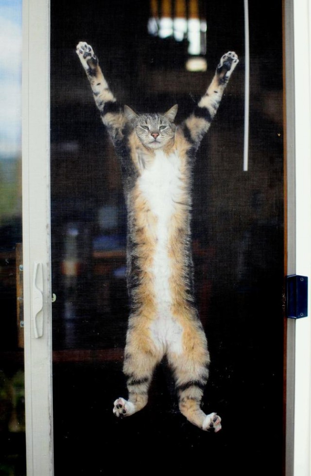 Котейкин вторник! Космический 12.04!