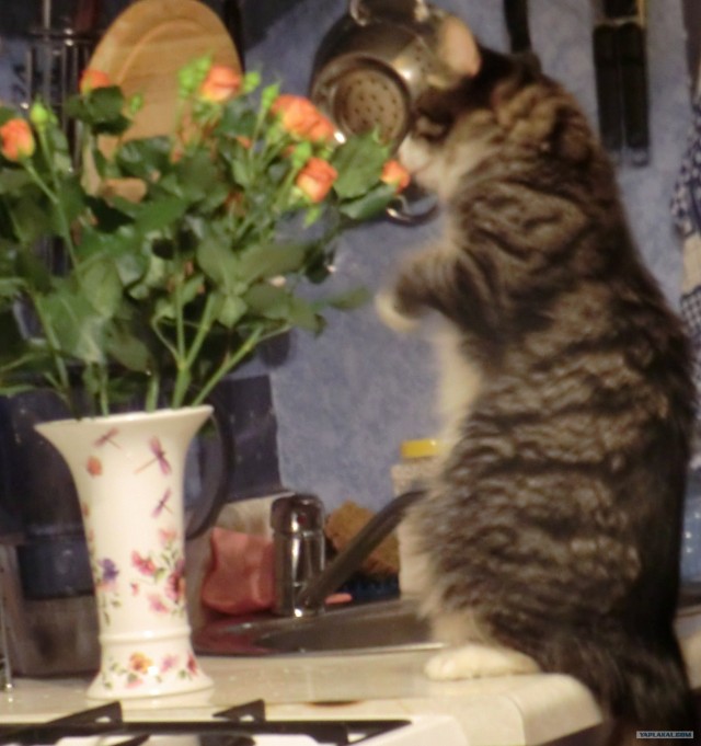 Котовторник в "КотоГетто"