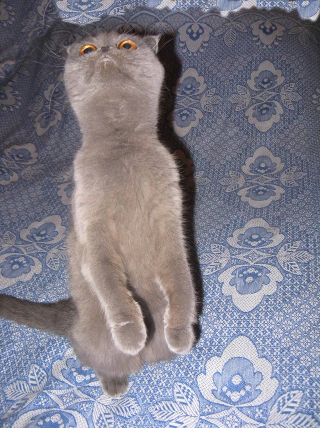 Котовторник 06.12.2011