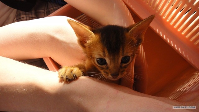 Котовторник (28.02.2012)