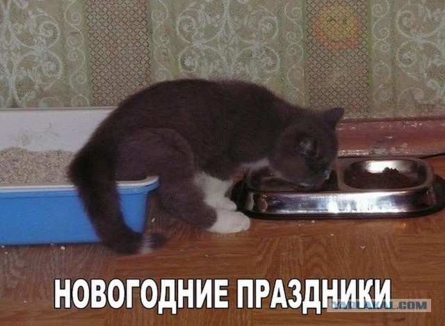 Прикольных котов пост