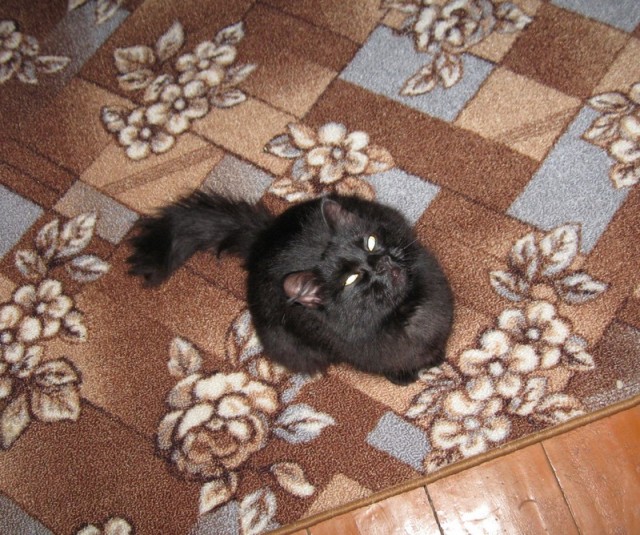Котовторник (15.05.2012)