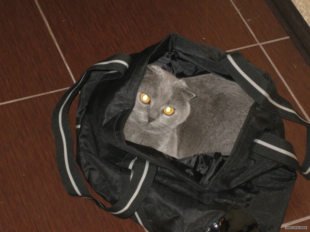 Котовторник 03 07 2012