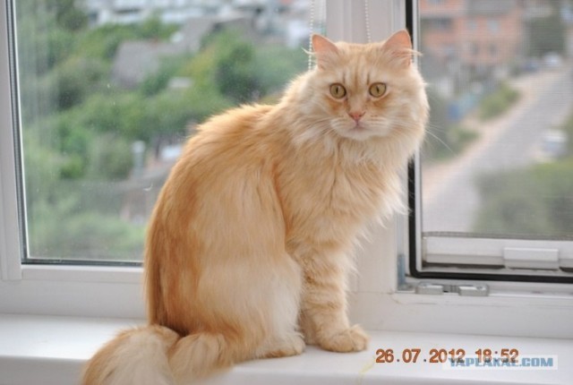 Котовторник 31.07.2012 г.