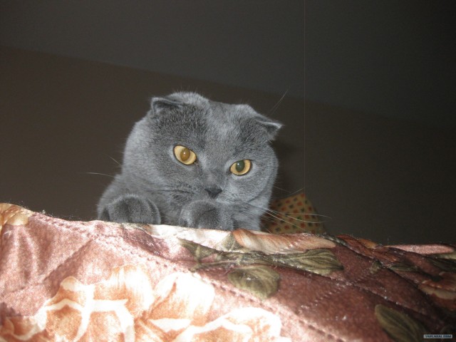 Котонянька и котовторник