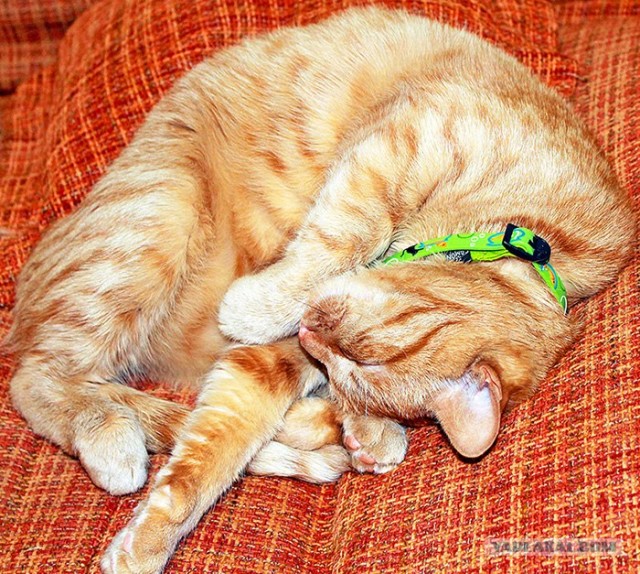 Котовторник ( 23.10. 2012. )