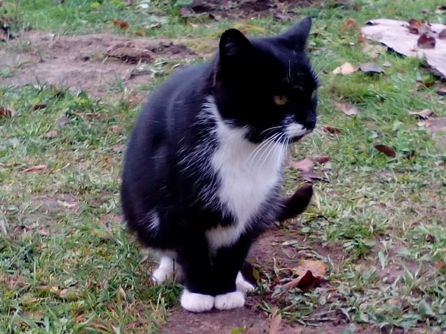 Котовторник! начнем? 04.06.19
