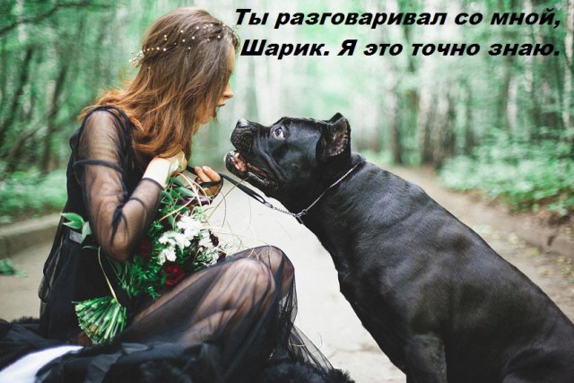 Пес Апокалипсиса. Питомник. И многое другое