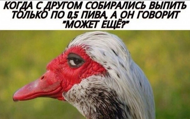 Применим физику в постели или белка и стрелка. Картинки