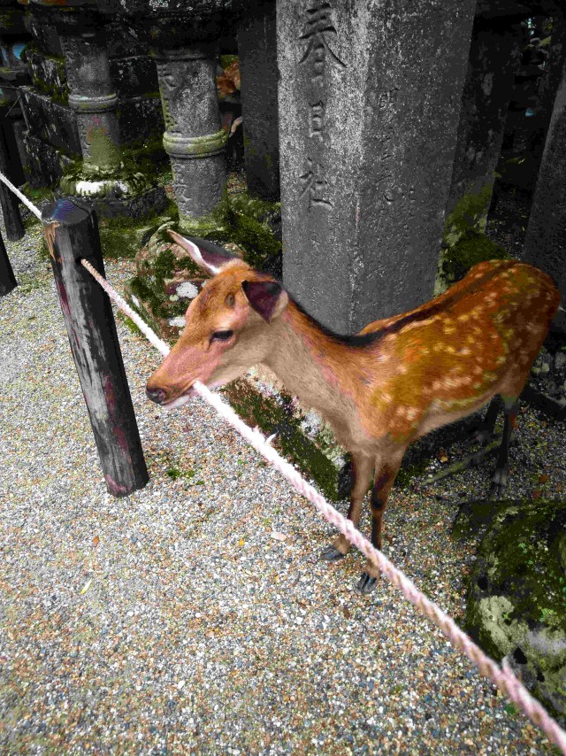 Живность из сети