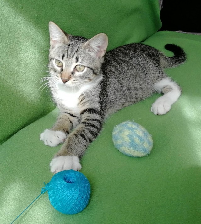 Забавные фото котеек
