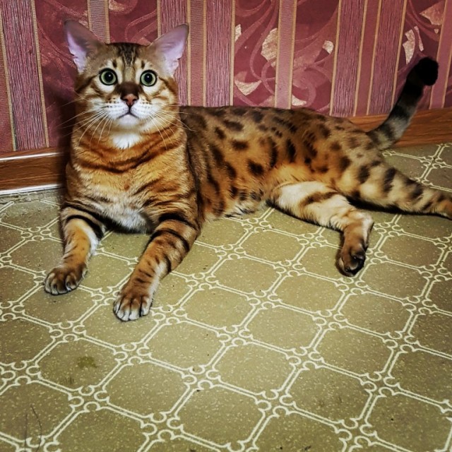 Живность из сети