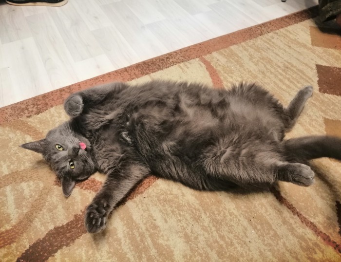 Котовторник 03.03.2020