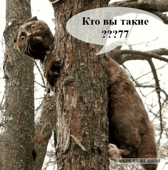 Фотожаба: Знатный Зверюга