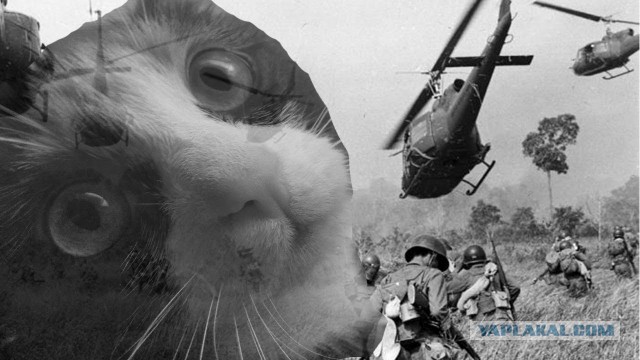 Жена пользуется моей бритвой