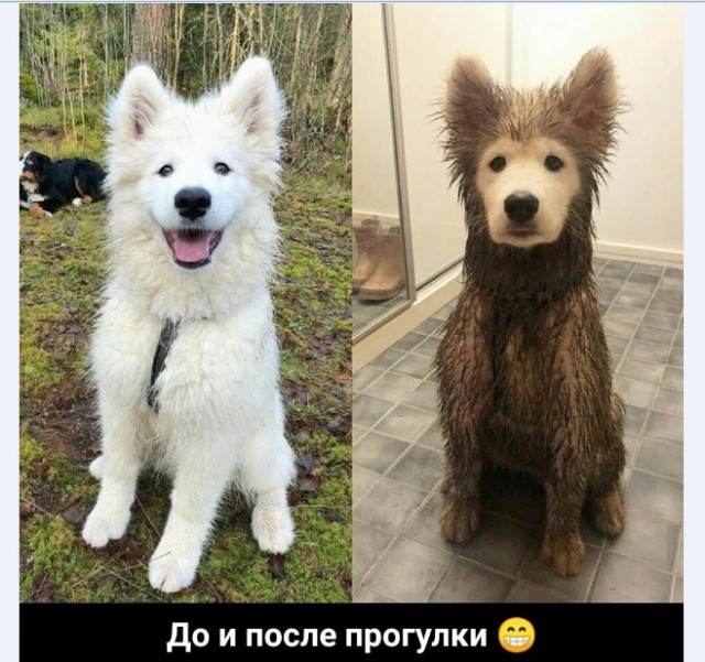 Картинки и мемы для настроения 010