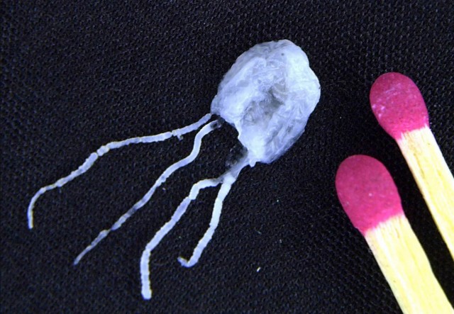 Ируканджи: Случайный контакт. Крошечная медуза в 2 см смертельно ядовита, но укус почти не болит