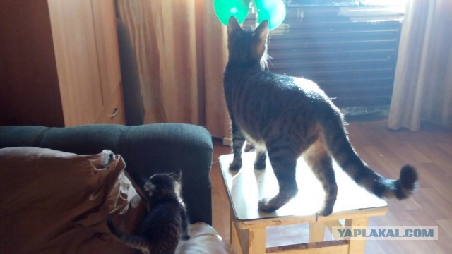 Котовторнику быть!