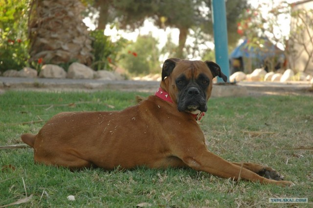 Добермана я беру на себя