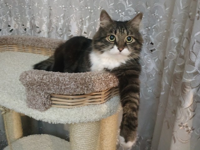 Котовторник!