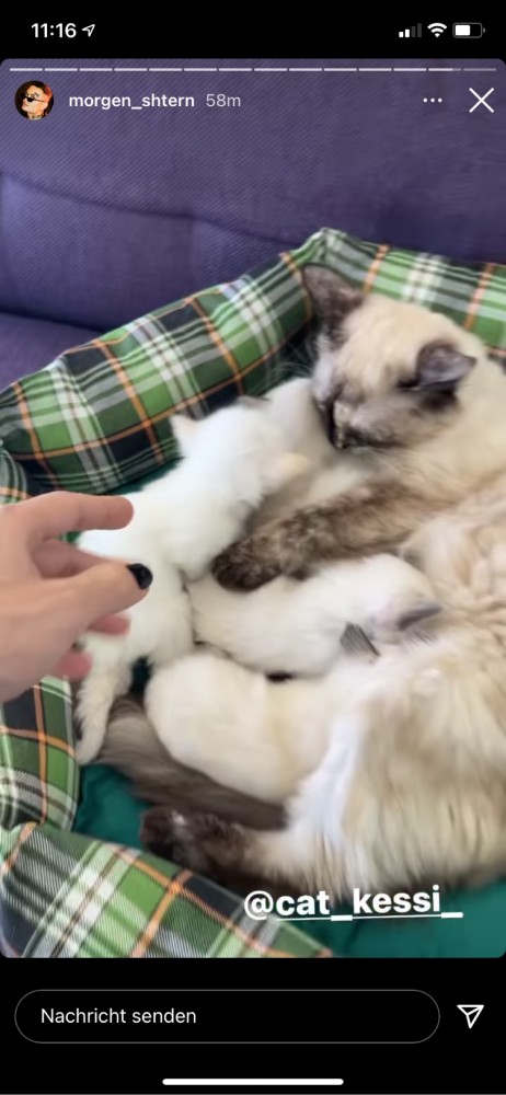 К Котовторнику