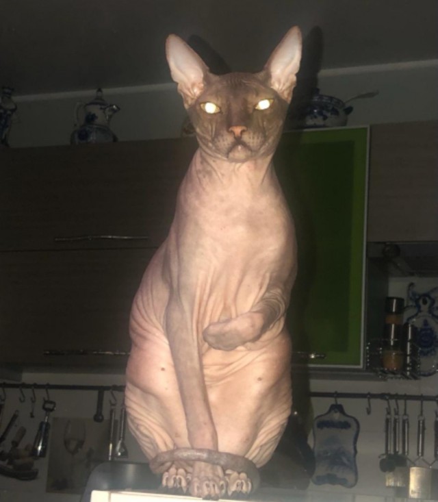 Хоба! Котовторник!