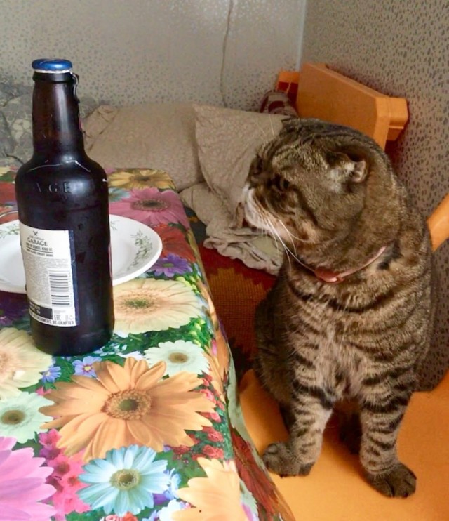 Кот Василий