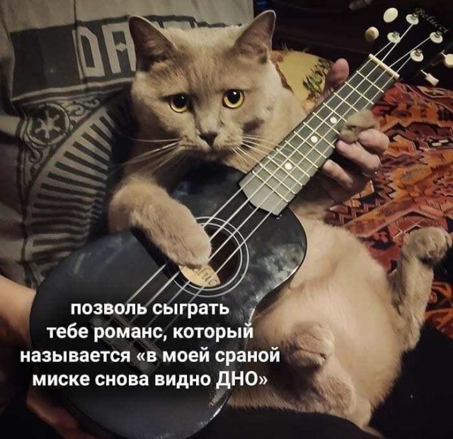 К котовторнику