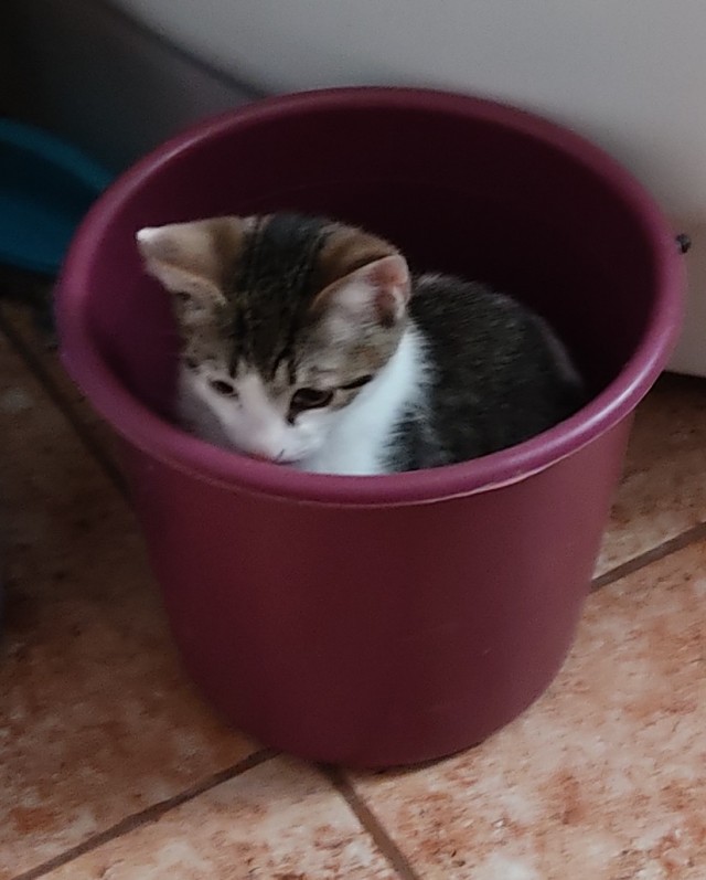 МИРУ - МИР ! Котикам - котовторник !