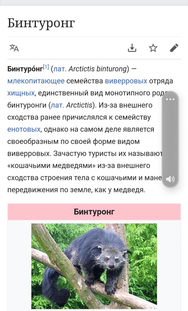 Знакомьтесь - бинтуронг или медвежья кошка