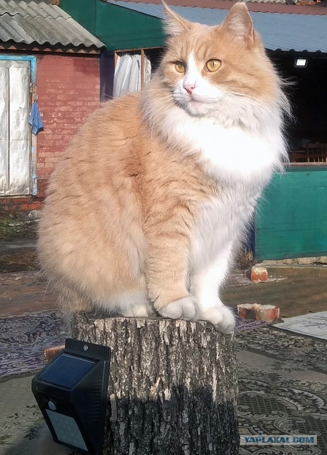 А что это мы котовторник не начинаем? Время пришло!