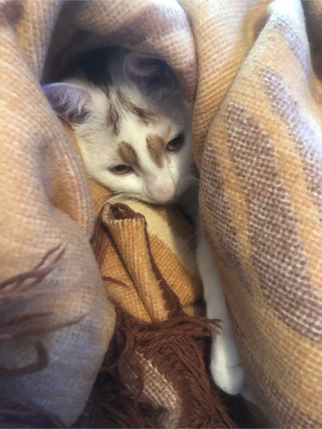 С праздником и котофторником!