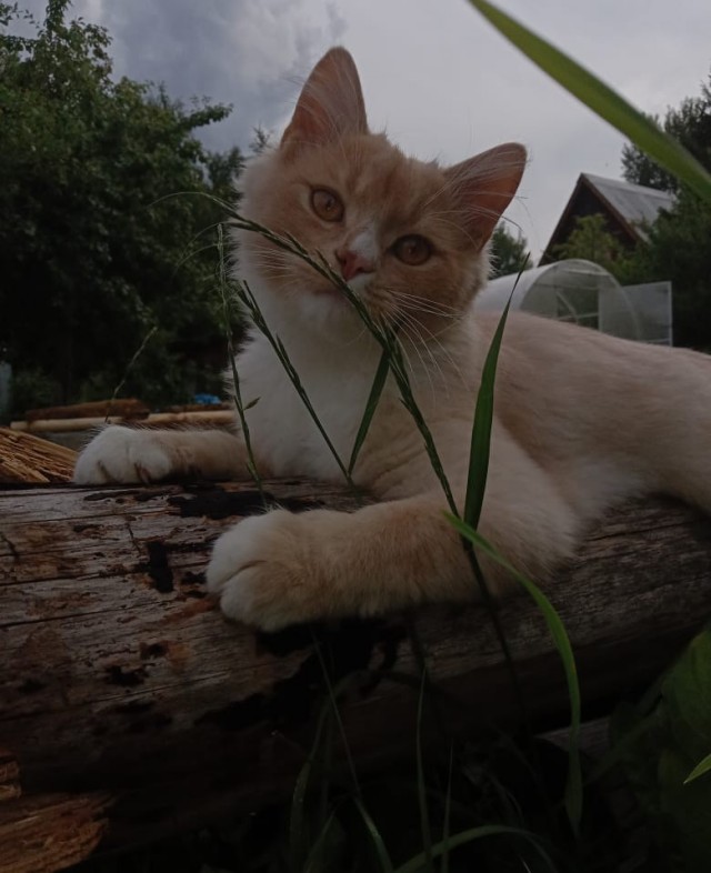 Котовторник 19.07.22