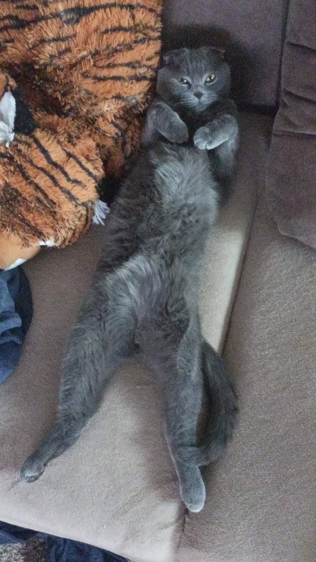 Кот во вторник