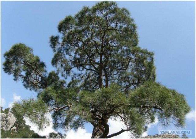 Крым. Мыс Ая. Деревья моря.