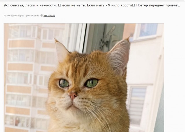 6 кг доброты и независимости