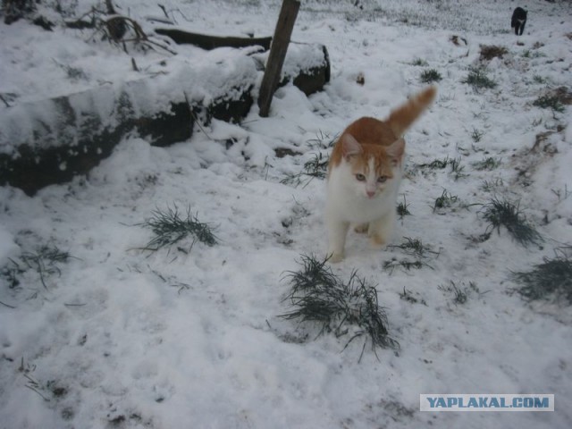 Жизнь домашнего приюта для котеек 421