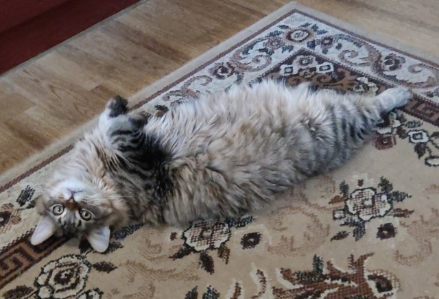 Про котейку