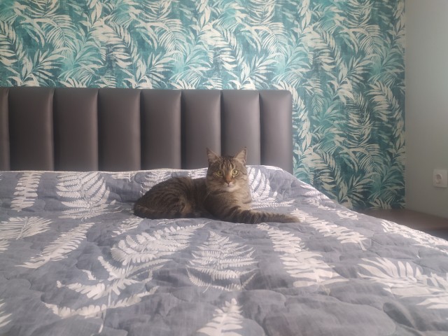 Котовторник 17.01.23