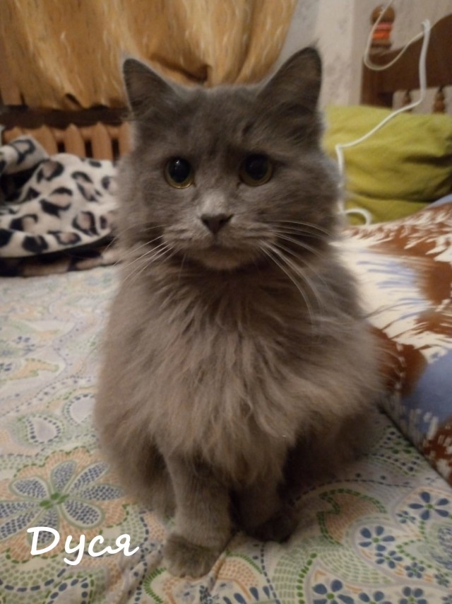 Жизнь домашнего приюта "Котоленд" 373
