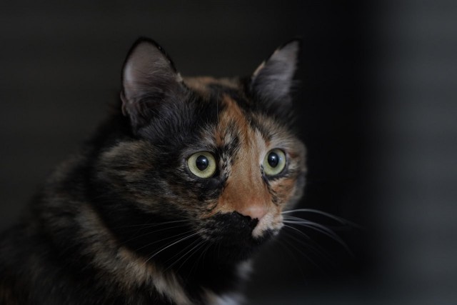 Коточетверг!