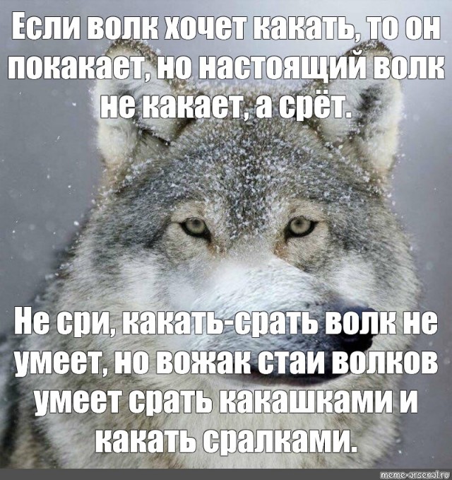 Бесит, когда срёшь на рельсы, показывая дух бунтарства и свободы, а тебе мешают волки