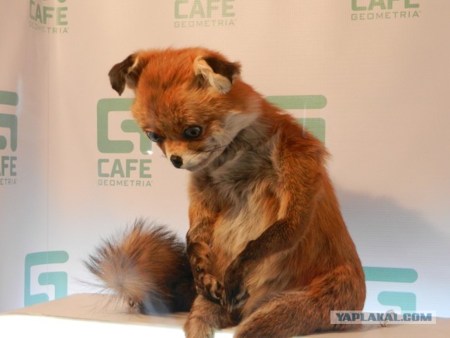 Ну что, кто доехал таки до упоротого лиса? :)