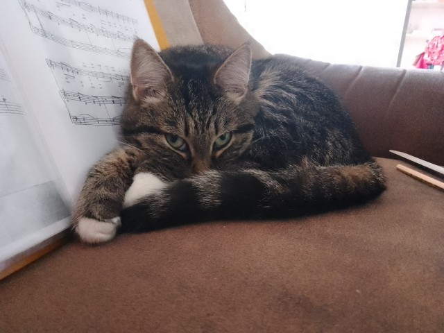 Котовторник. Моему мультяшке 1 год