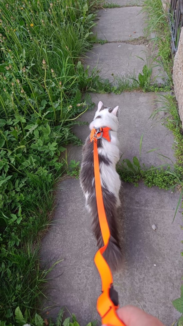 Котовторник