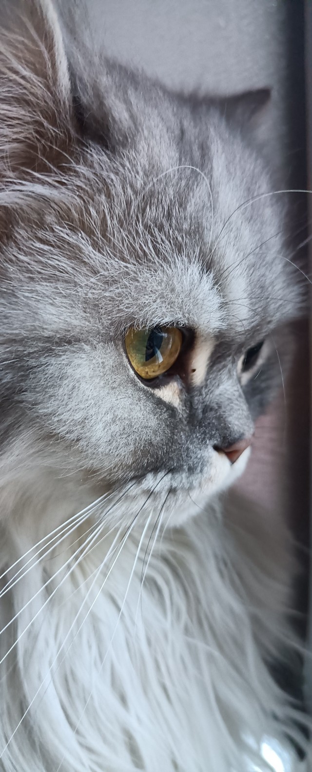 Котовторник в картинках