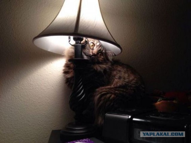 Слонотяп-2. Читайте, голосуйте