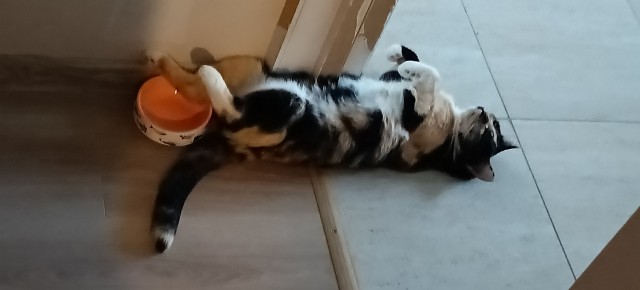 Котовторник 05/11/2024
