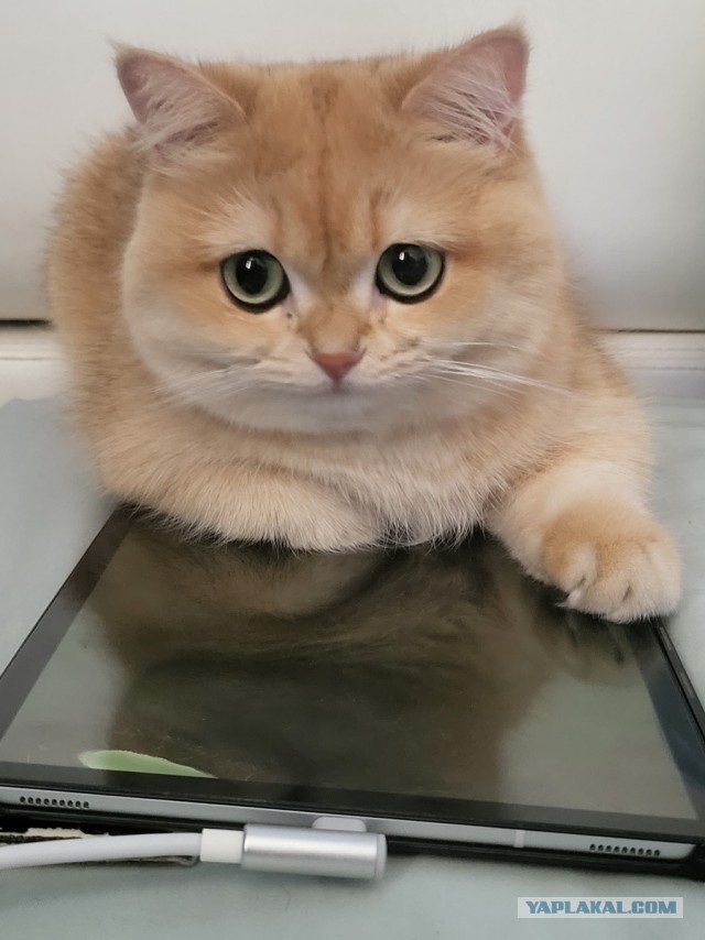 Котовторник