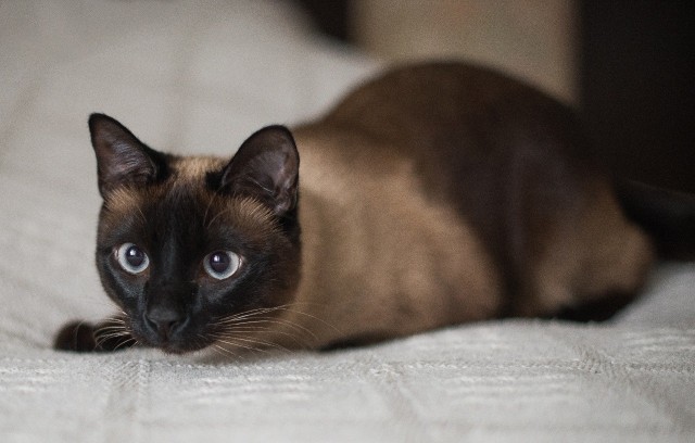 С котовторником!